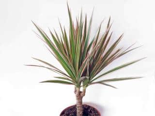 Dracaena marginata