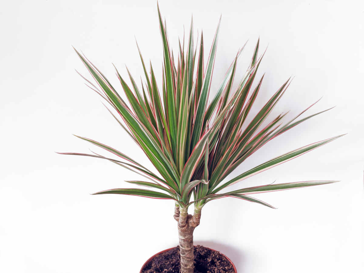 Dracaena marginata