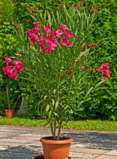 Entretien Laurier rose en pot engrais arrosage