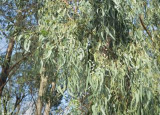 Eucalyptus arbre