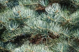 Feuillage epine feuille Plantation Sapin du Colorado - Abies concolor