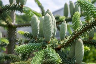 Fruit cone abies pinsapo - sapin espagne