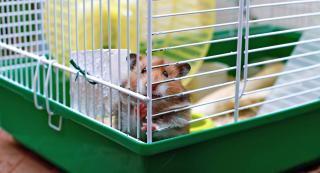 Hamster dore cage