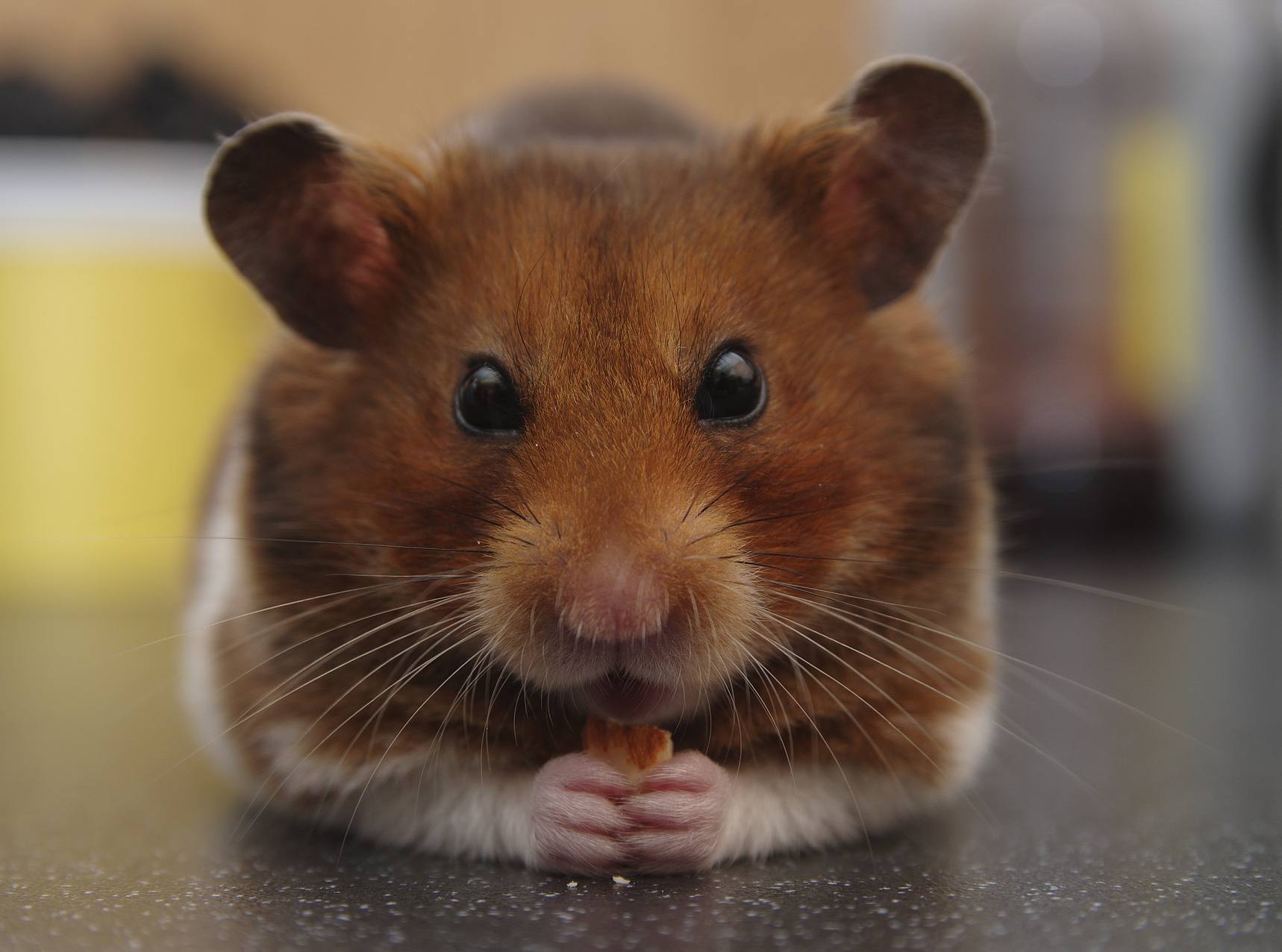 Hamster doré