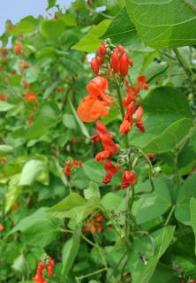 Haricot d'espagne - Phaseolus coccineus