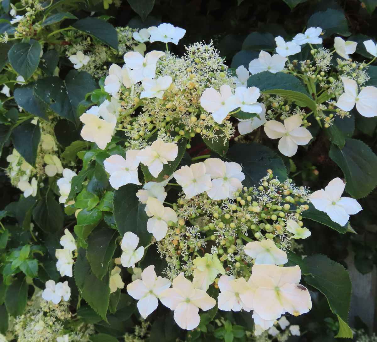 Hortensia grimpant - Hydrangea petiolaris