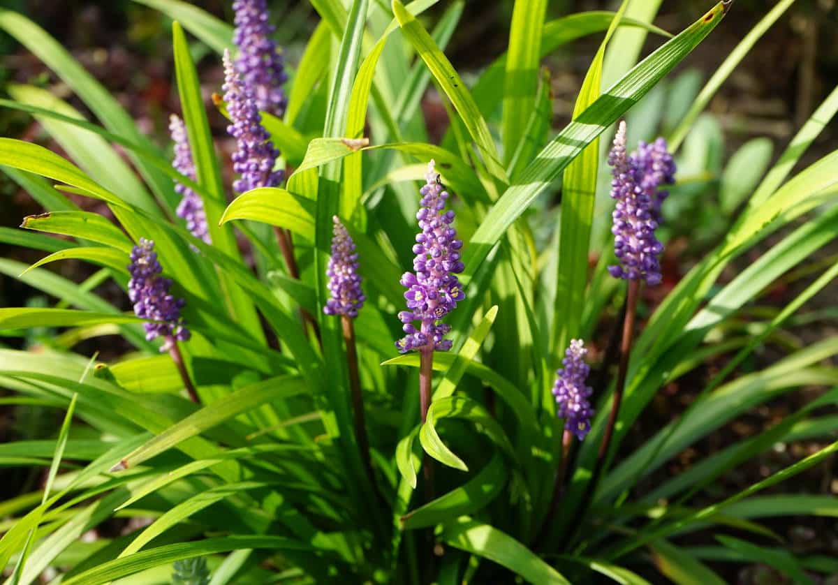 Liriope muscari