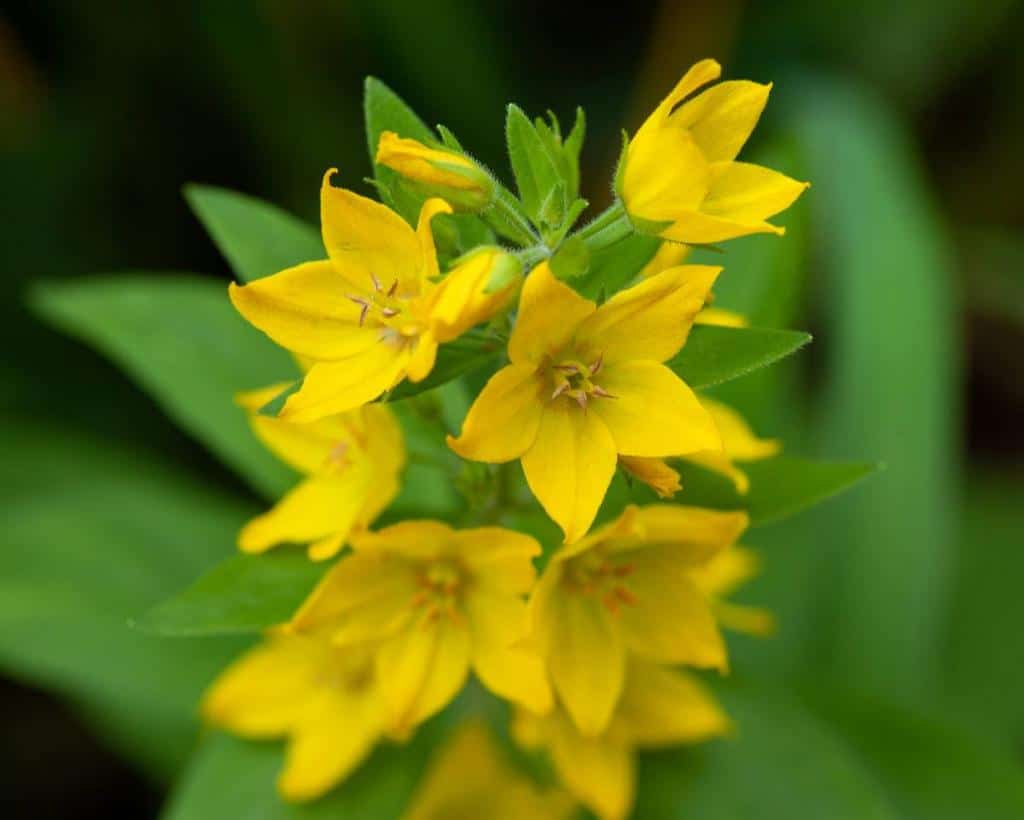 Lysimachia - Lysimaque