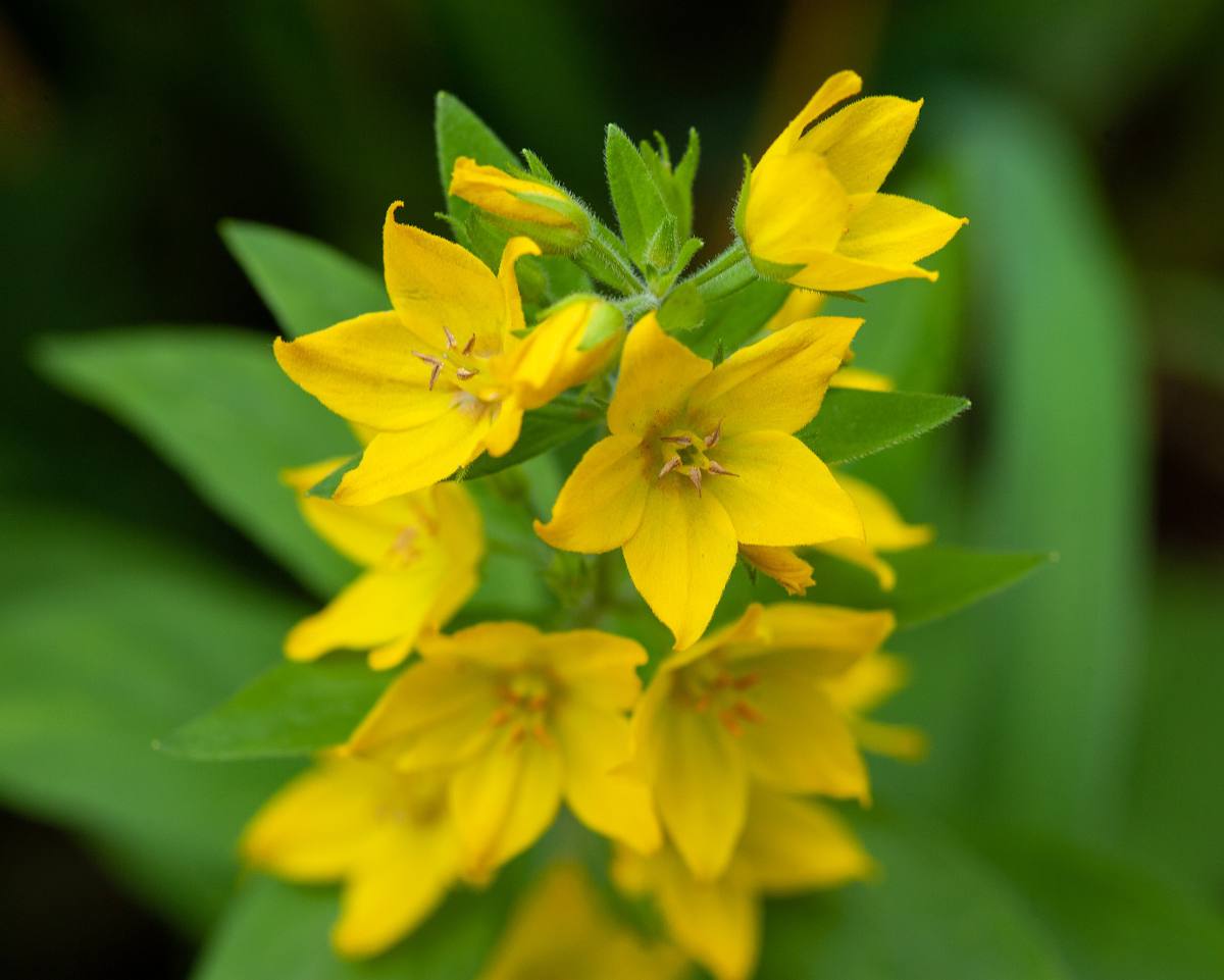 Lysimachia - Lysimaque