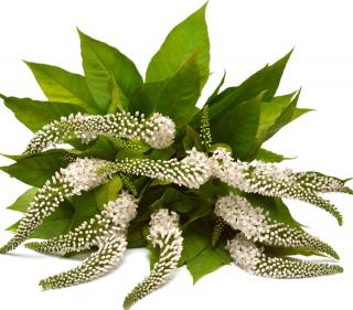 Lysimachia clethroides