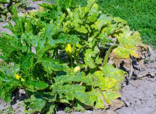 Mildiou courgette feuille blanche - feuilles qui seche