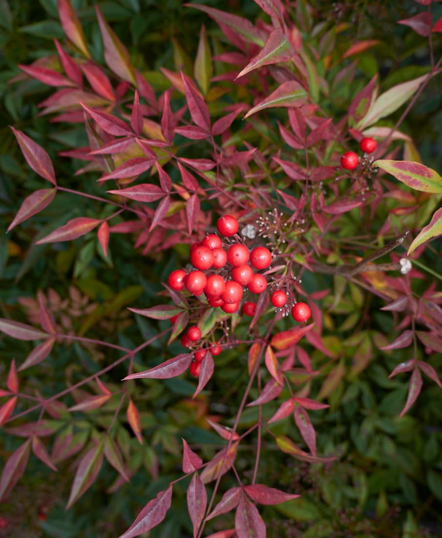 Nandina domestica