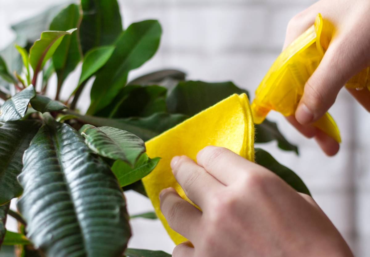 Plantes d'intérieur : les conseils pour nettoyer leurs feuilles