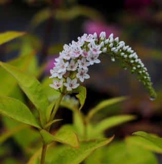 Plantation Lysimaque Lysimachia