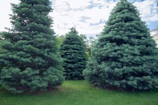 Plantation Sapin du Colorado - Abies concolor