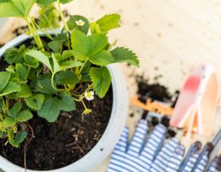 Plantation fraisier en pot