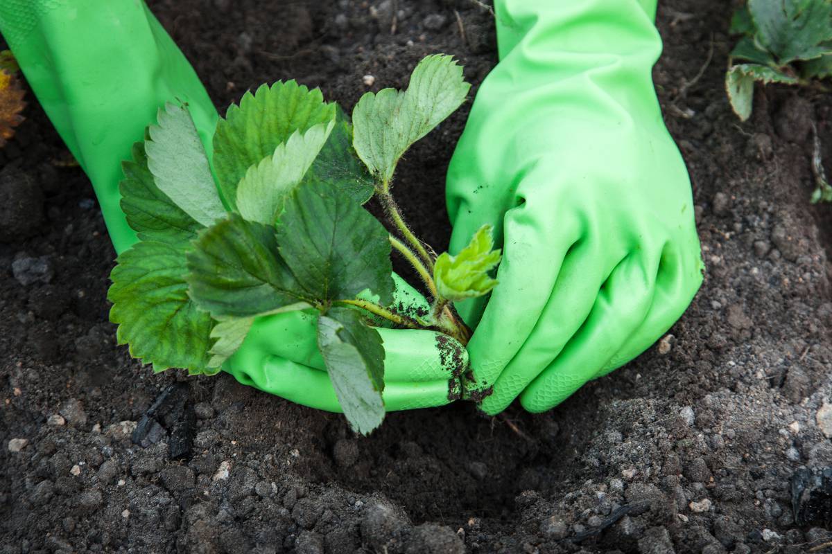 Planter plantation fraisier