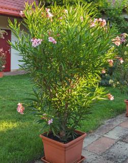 Planter un Laurier rose en pot