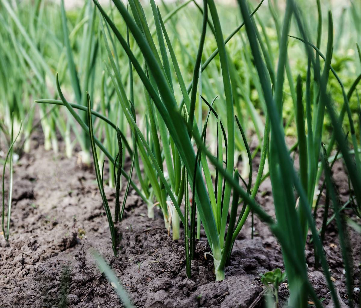 Les secrets du Poireau perpétuel, ce légume vivace sans entretien -  Alsagarden