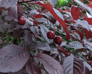Prunus cerasifera 'Pissardii' - Prunier Cerise