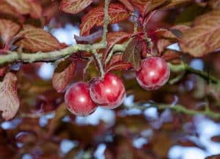 Prunus cerasifera 'Pissardii' - Prunier Cerise - fruits