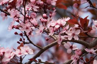 Prunus cerasifera Pissardii fleur floraison