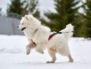 Race de chien qui résiste au froid