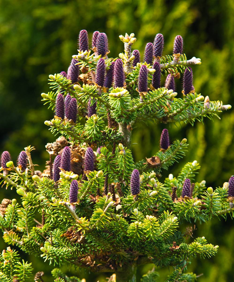 Sapin Coree Coreen - Abies koreana