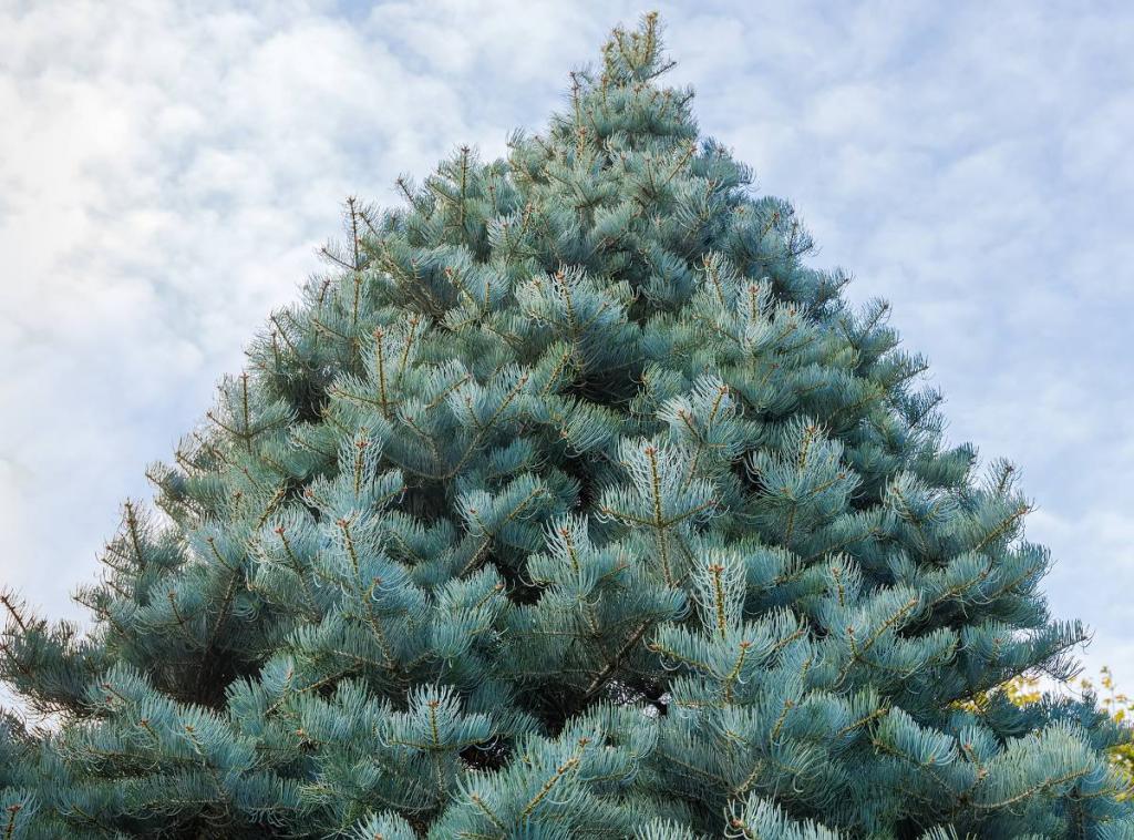 Sapin du Colorado - Abies concolor