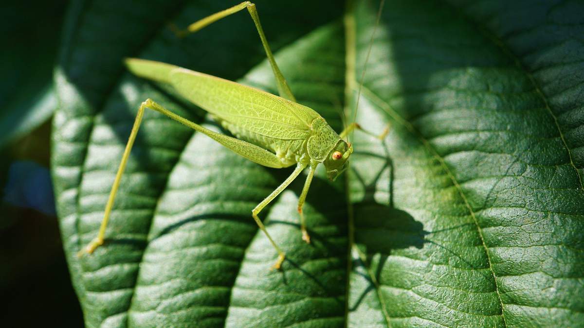 Sauterelle verte