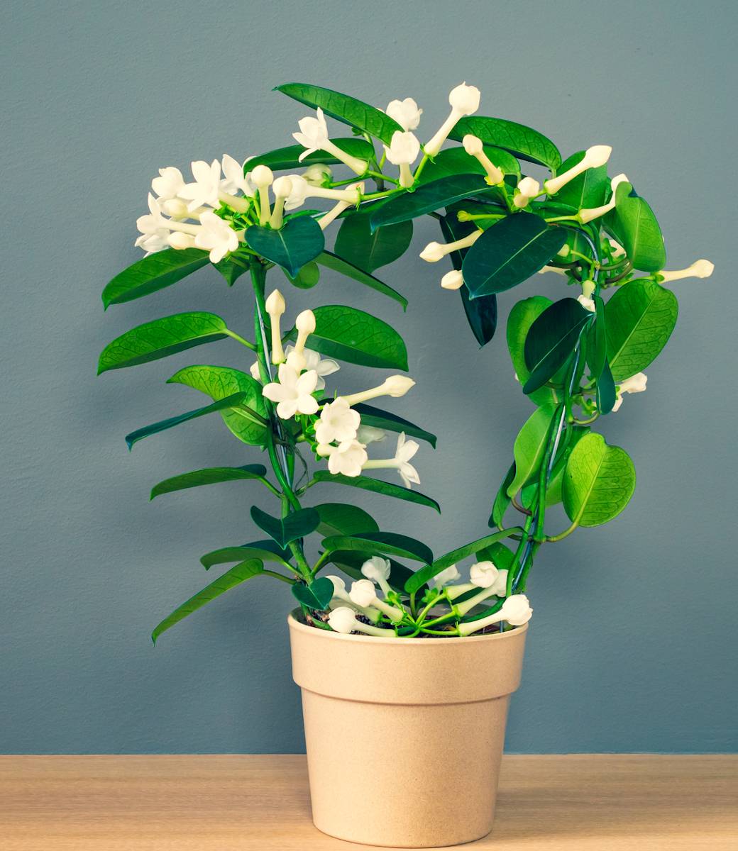 Stephanotis floribunda