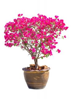 Taille du Bougainvillier en pot