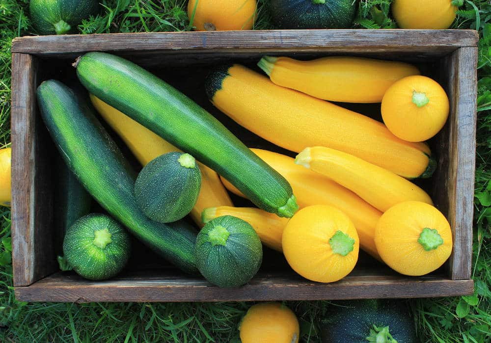 Les 6 meilleures variétés de courgettes bio pour le potager