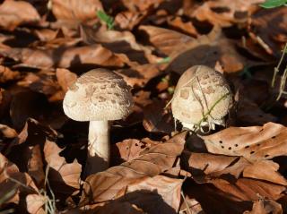 champignon jardin comstible