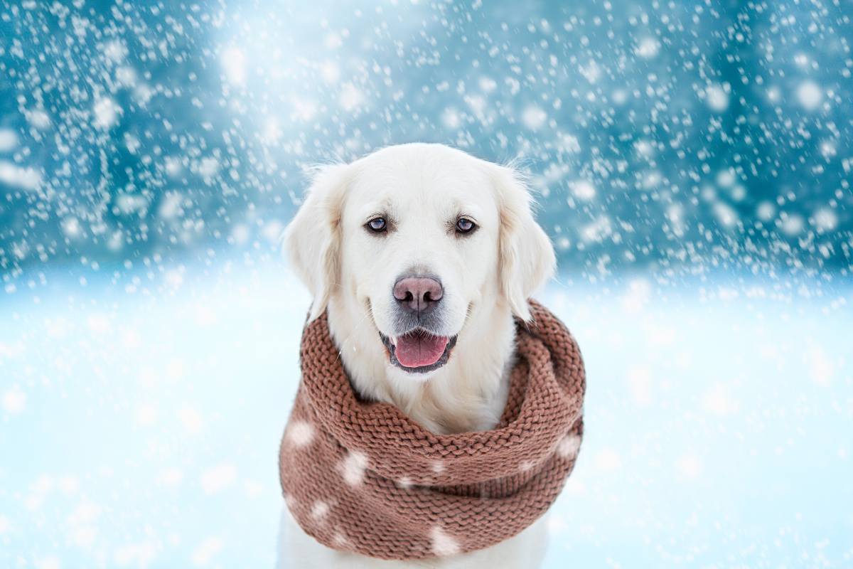 chien froid hiver