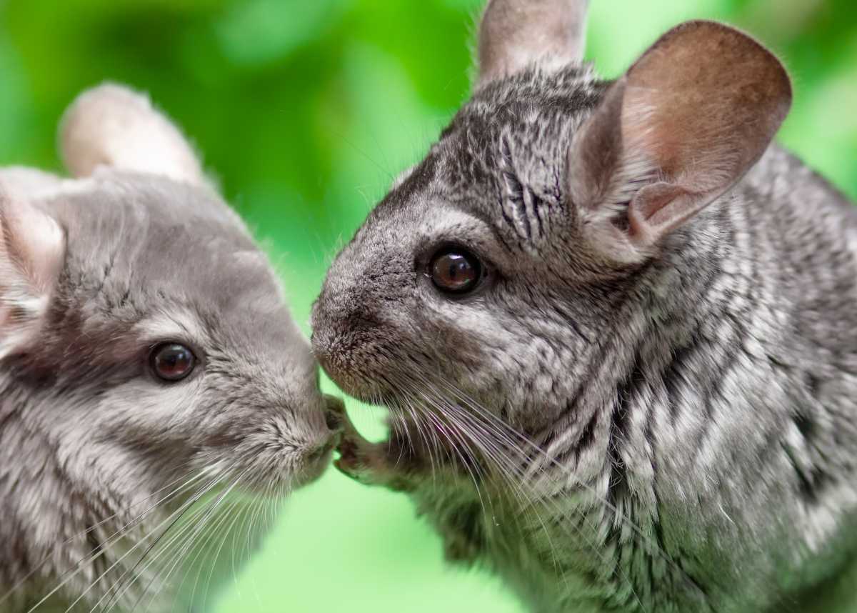 chinchilla