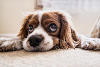 comment le chien attrape des vers symptomes