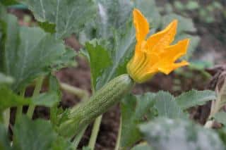 comment planter courgette