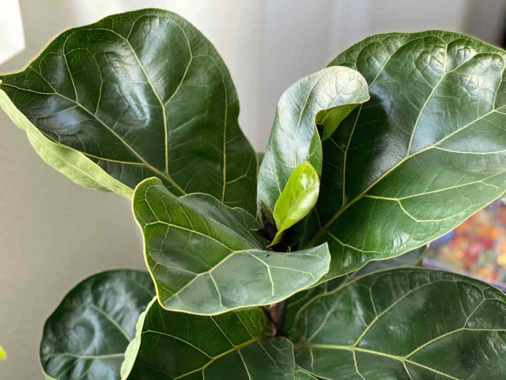 ficus lyrata