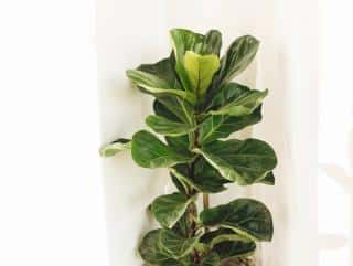 ficus lyrata - figuier lyre taille