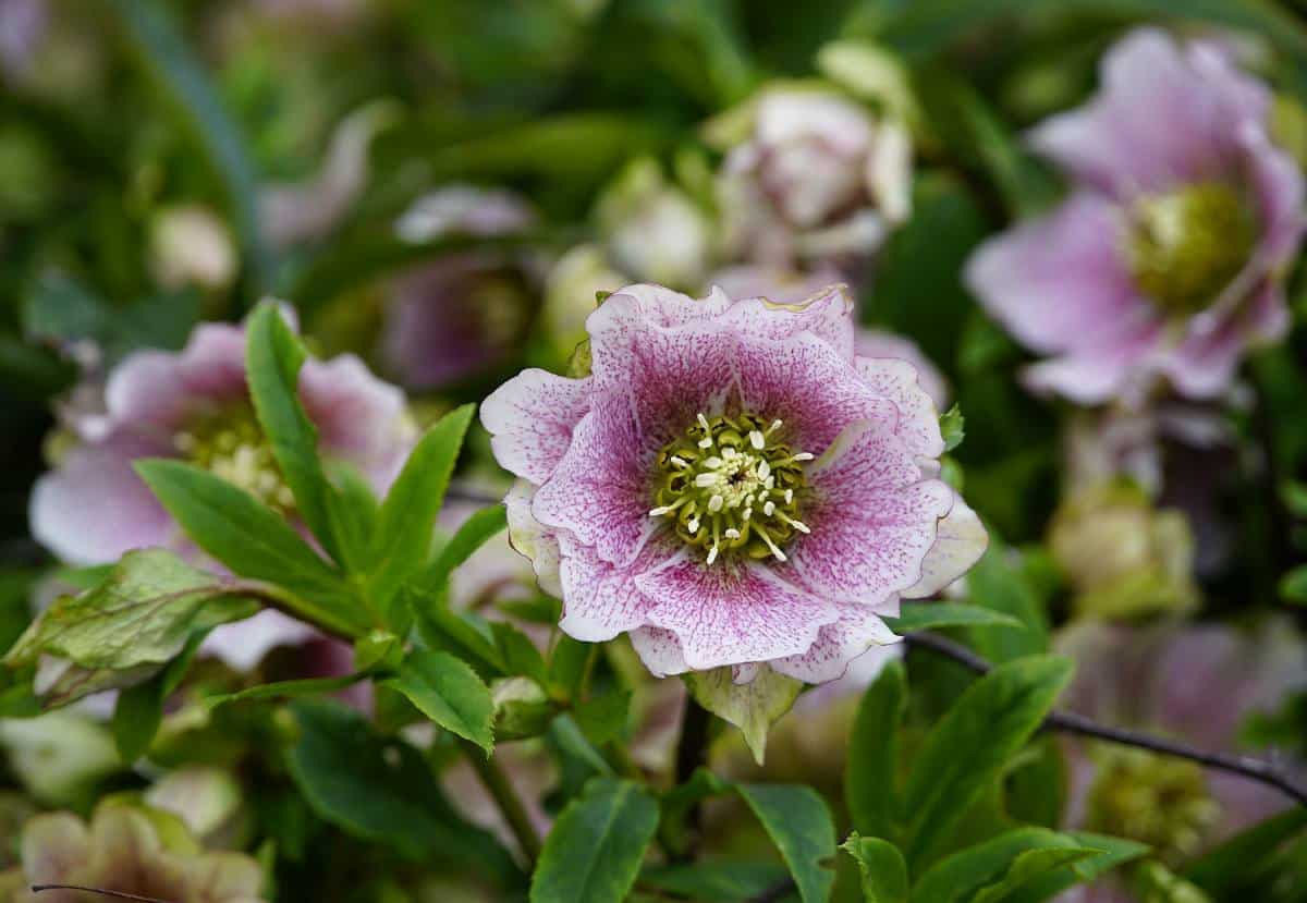 hellebore fleur froid hiver