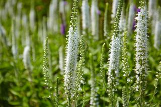 liatris spicata alba