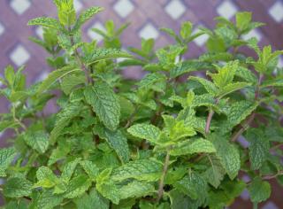 mentha spicata en pot - menthe verte en pot