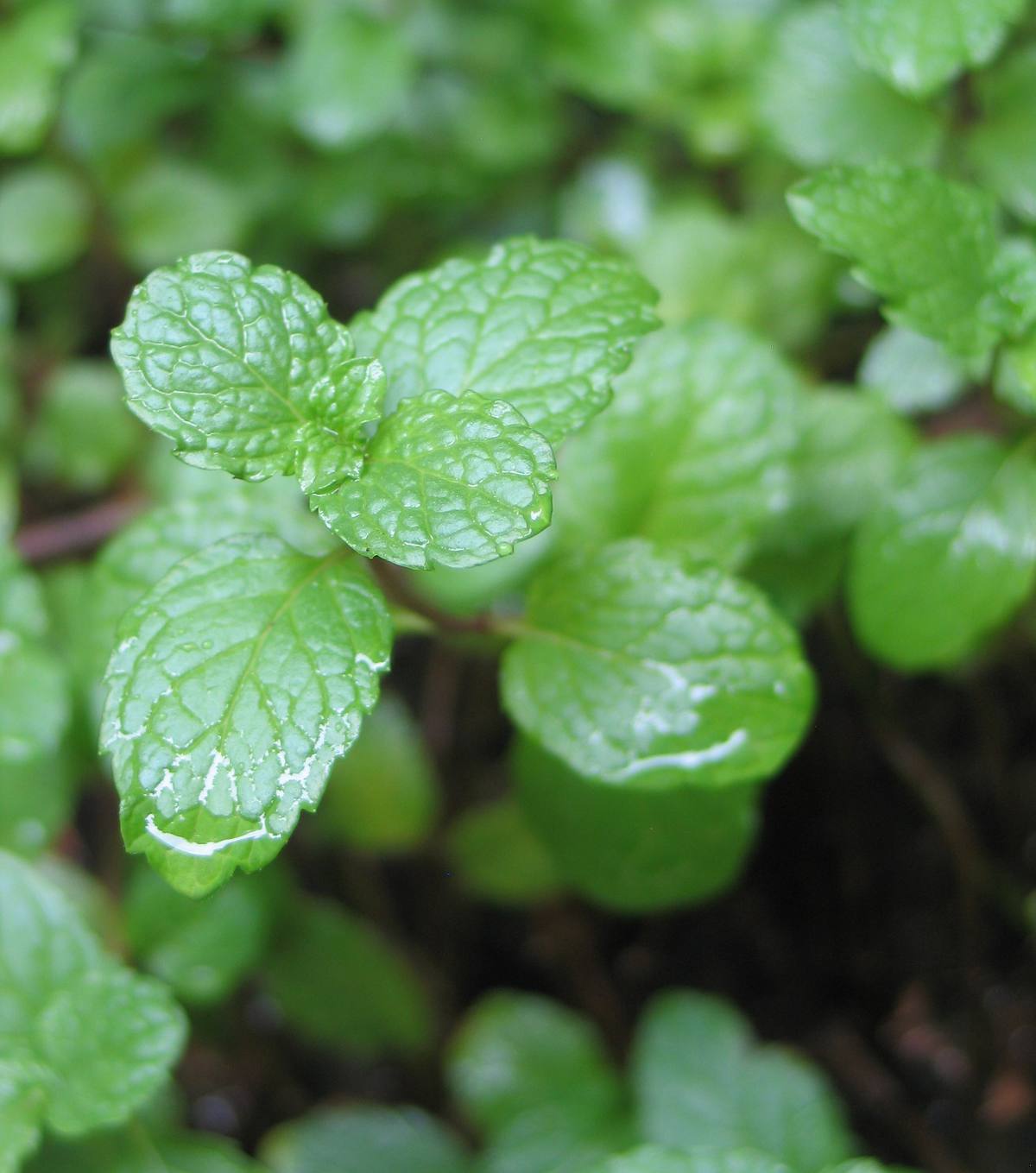 mentha spicata - menthe verte