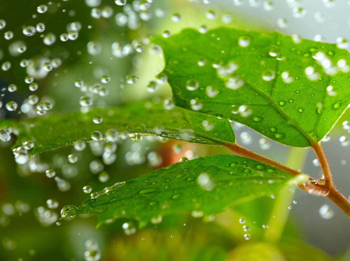 Comment nettoyer les feuilles des plantes 