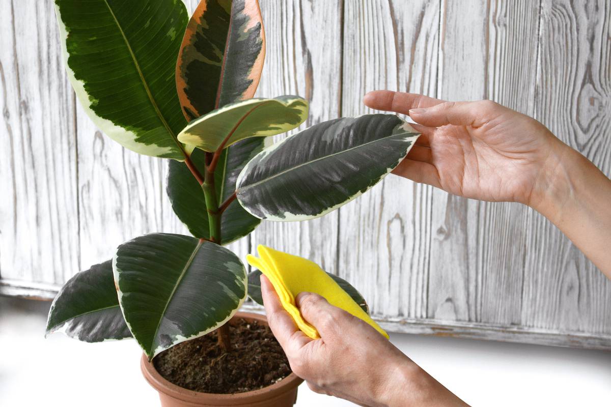 Nettoyer les feuilles des plantes vertes d'intérieur