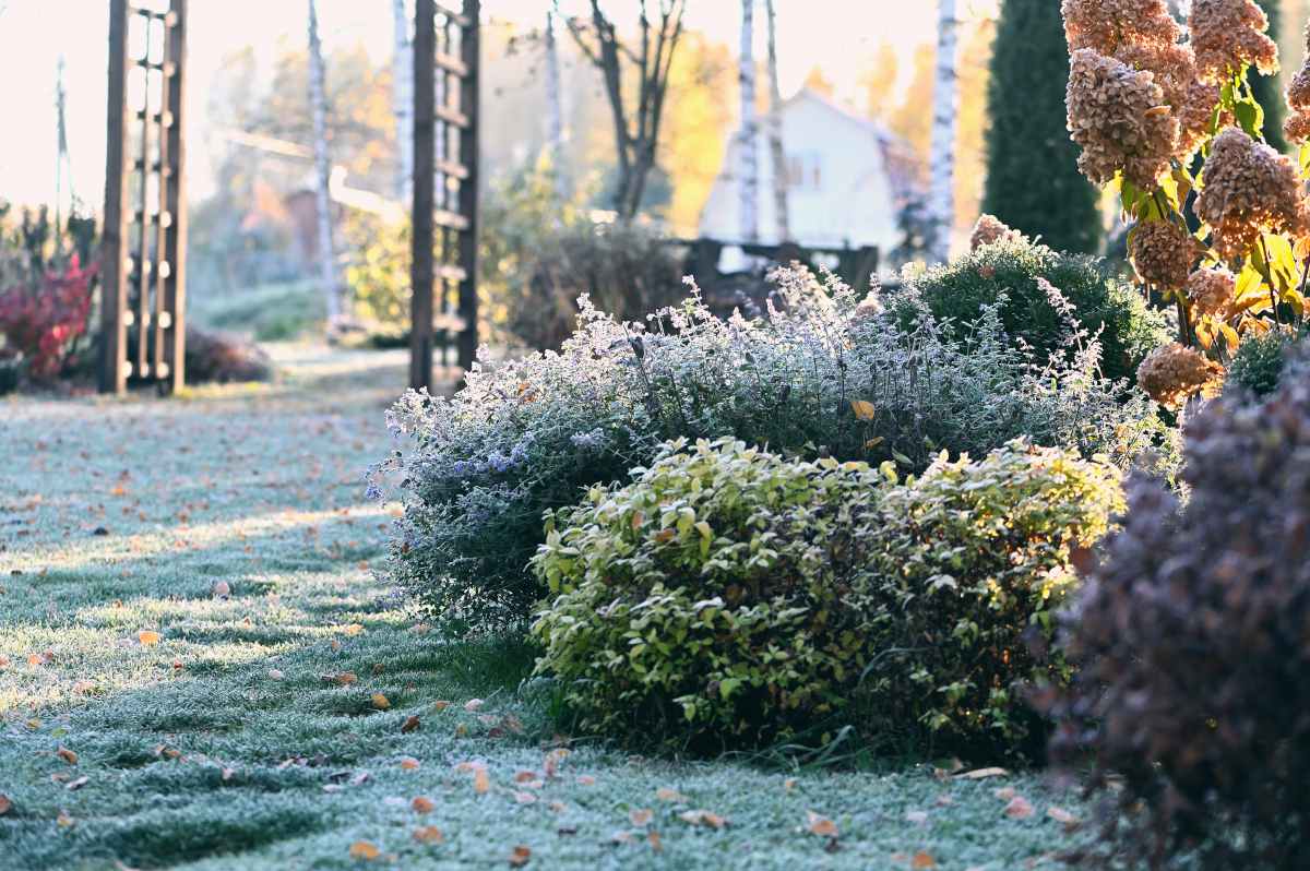 plantes qui resistent bien au froid gel