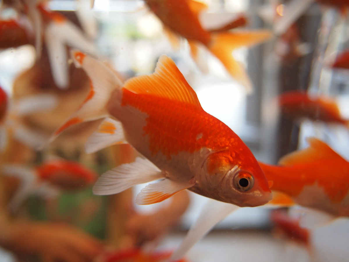 Le poisson rouge en aquarium : conseils et bonnes pratiques