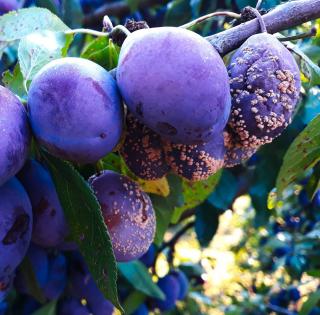 prune qui pourri sur arbre moniliose traitement