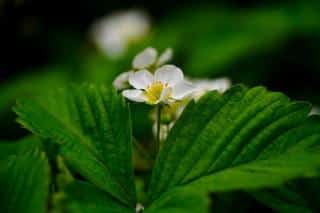 quand planter fraisier fraise periode